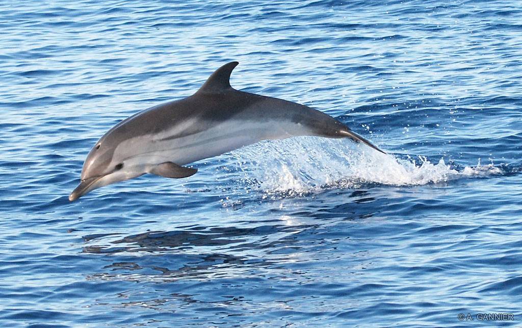 Dauphin Bleu Et Blanc Striped Dolphin Cetologie Baleines Et Dauphins Le Magazine En Ligne