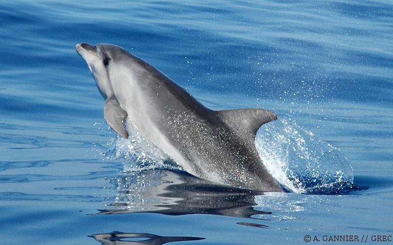 Grand dauphin // Bottlenose dolphin - Cétologie - Baleines et dauphins, le  magazine en ligne