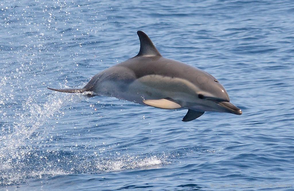 Dauphin commun // Short-beaked common dolphin - Cétologie - Baleines et  dauphins, le magazine en ligne