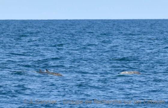 Lire la suite à propos de l’article Baleines et dauphins de Gascogne…