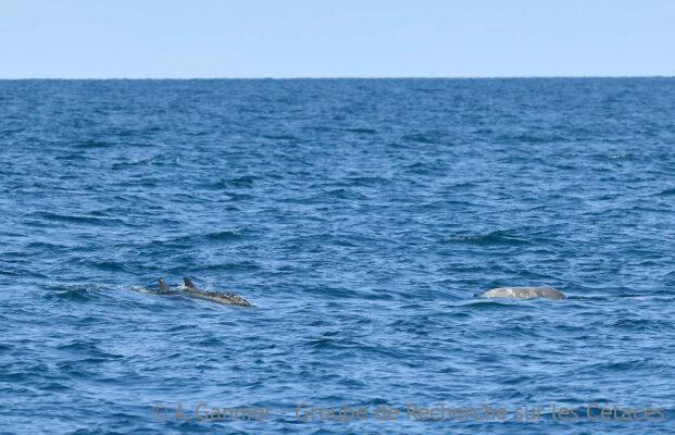 Baleines et dauphins de Gascogne...