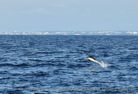 Lire la suite à propos de l’article Dauphins dans le Gouf